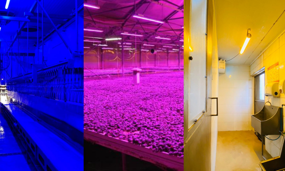 Luminária Hermética LED: Mais Bem-Estar, Produtividade e Proteção no Seu Espaço